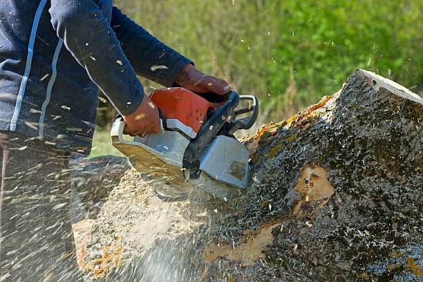 Reliable Rocky Point, NC Tree Services Solutions