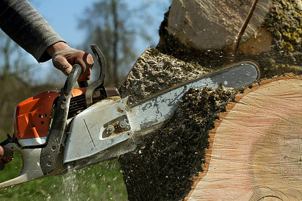 How Our Tree Care Process Works  in  Rocky Point, NC